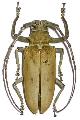 Batocera numitor numitor