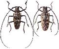 Batocera gerstaeckerii