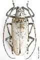 Batocera hercules
