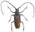 Batocera inconspicua
