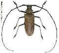 Batocera inconspicua