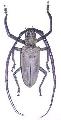 Batocera numitor numitor