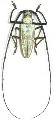 Batocera kibleri