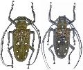 Batocera laena