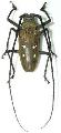 Batocera laena