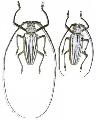 Batocera lamondi