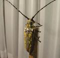 Batocera lineolata