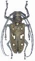 Batocera magica