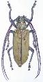 Batocera numitor ferruginea