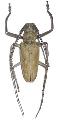 Batocera numitor numitor