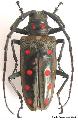 Batocera parryi