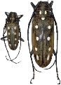 Batocera parryi