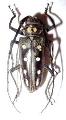 Batocera parryi