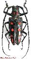 Batocera parryi