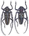 Batocera rosenbergi