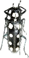 Batocera roylii