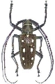 Batocera rubus rubus
