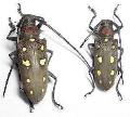 Batocera rubus rubus