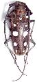 Batocera rubus mniszechi