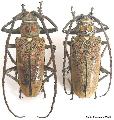 Batocera rufomaculata