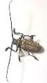 Batocera rufomaculata