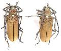 Batocera rufomaculata