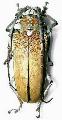 Batocera rufomaculata