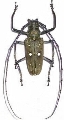 Batocera thomsonii
