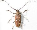 Batocera thomsonii