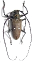 Batocera thomsonii