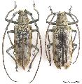 Batocera maculata