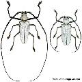 Batocera una