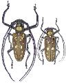 Batocera victoriana
