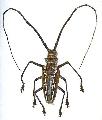Batocera wallacei