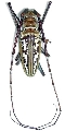 Batocera wallacei