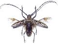 Batocera wallacei