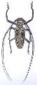 Batocera wallacei