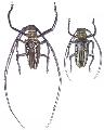 Batocera wallacei