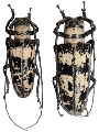 Doesburgia celebiana