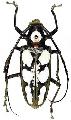 Batocera forbesii