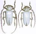 Rosenbergia lactiflua