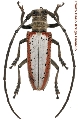 Rosenbergia drouini 