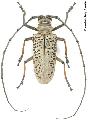 Rosenbergia straussi