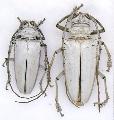 Rosenbergia vetusta