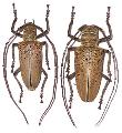 Rosenbergia weiskei
