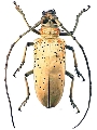 Rosenbergia xenium