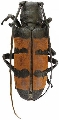 Diastocera trifasciata