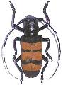 Diastocera trifasciata