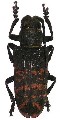 Ceroplesis militaris irregularis