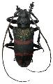 Ceroplesis militaris militaris